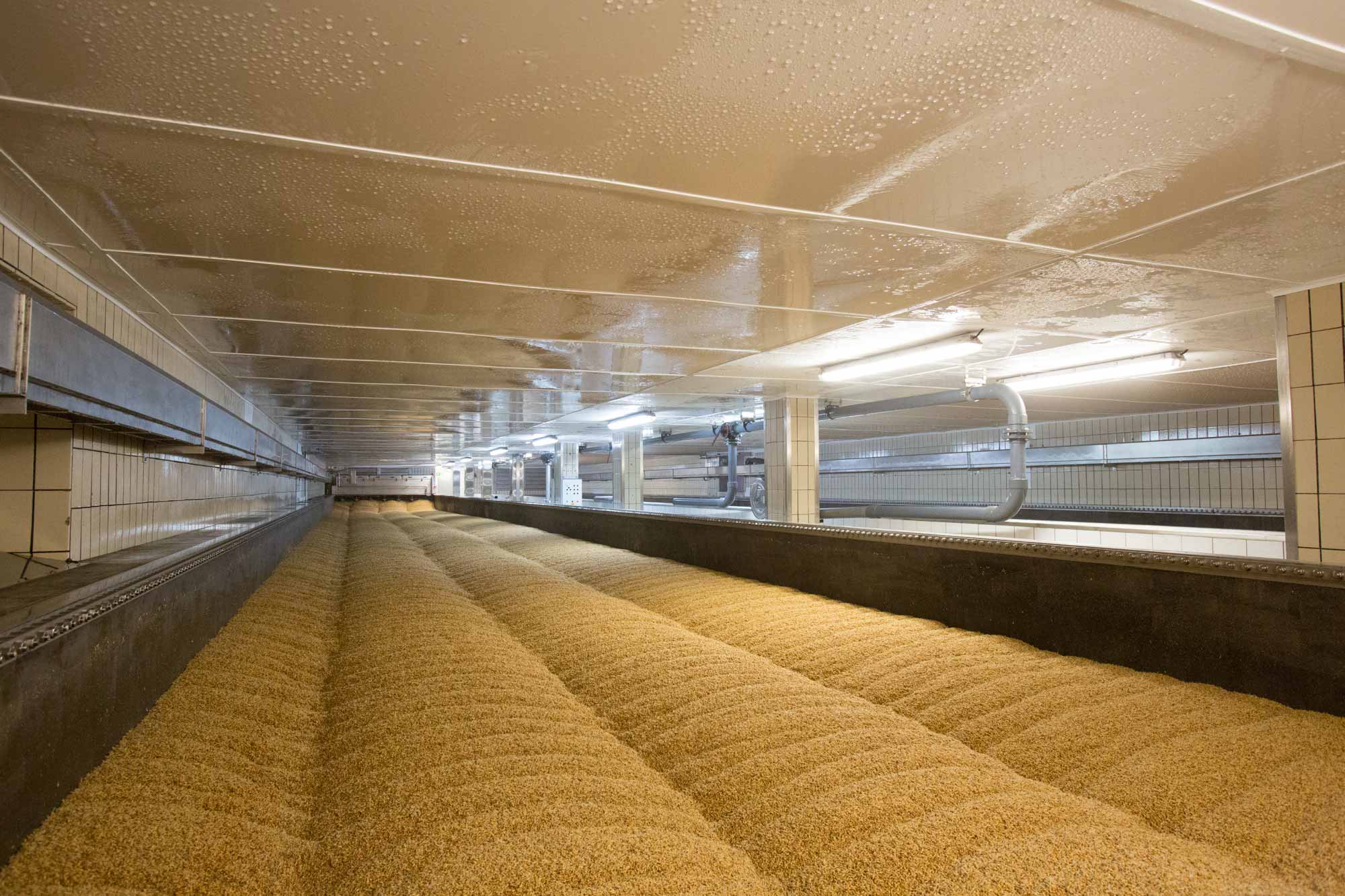 die Gerstekörner im Keimkasten